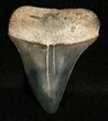 Bargain Mako Shark Tooth Fossil #5421-1